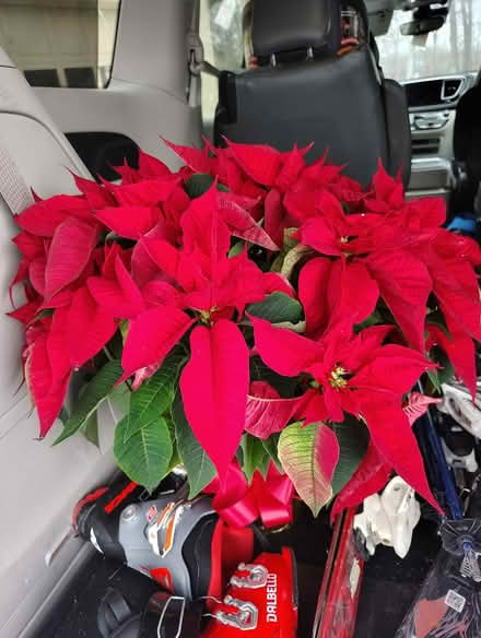 Photo of free Red Poinsettia plant (Grand River and Drake) #1