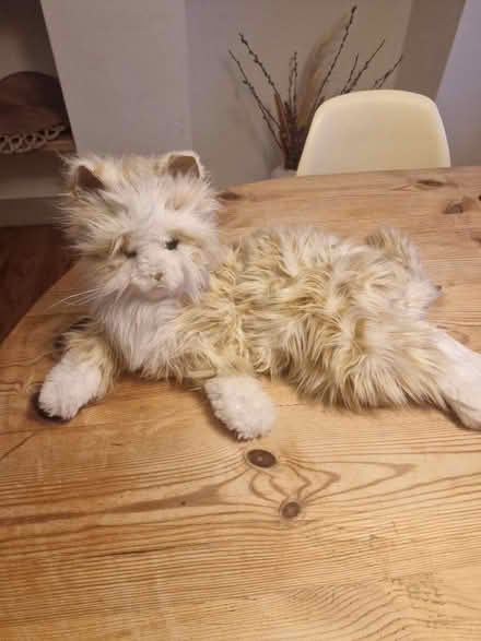 Photo of free Robot cat (Clitheroe BB7) #1