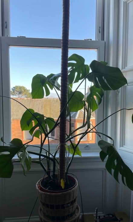 Photo of free Big cheese plant and pot (Trinity EH5) #1