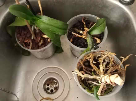 Photo of free 3 orchids. (Enfield EN2) #1