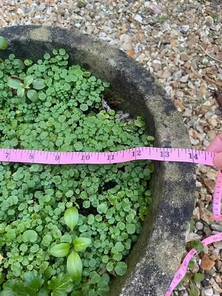 Photo of free stone planters (very heavy) (Axminster) #4