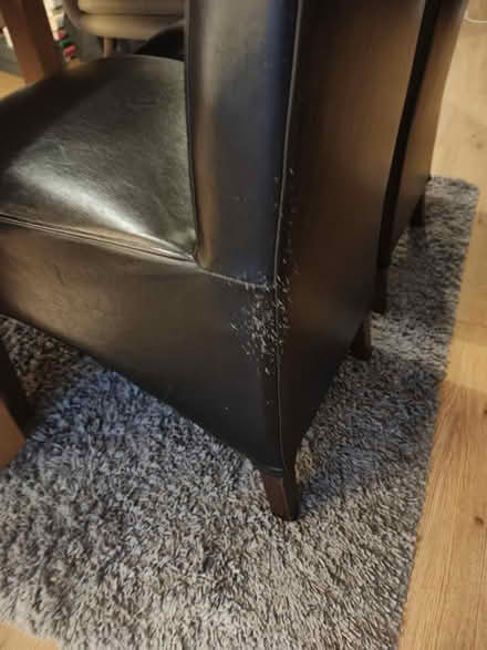Photo of free Dining chairs (Heaton Mersey SK4) #2