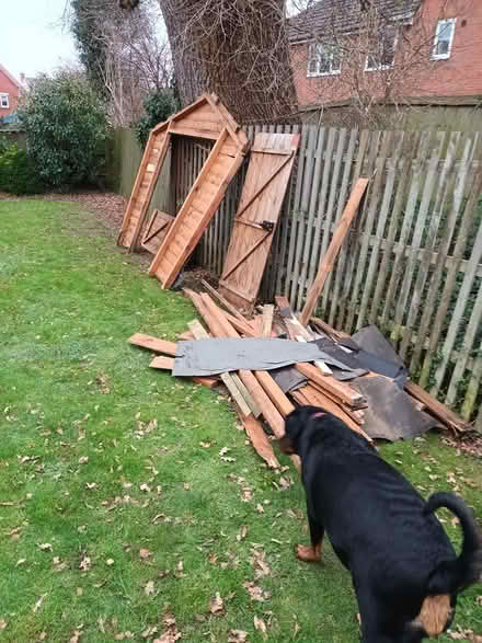 Photo of free dismantled shed (Melksham) #1