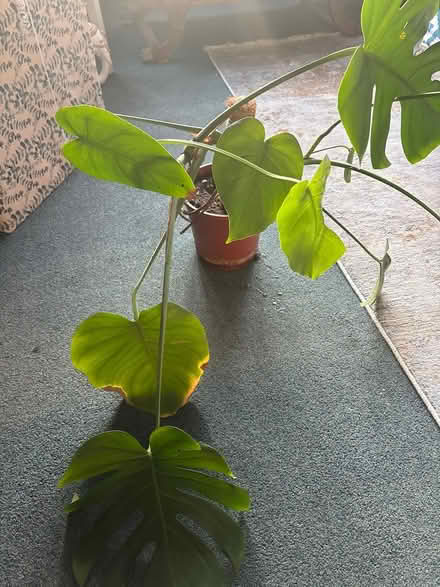 Photo of free Monstera (SE26 4RG) #1