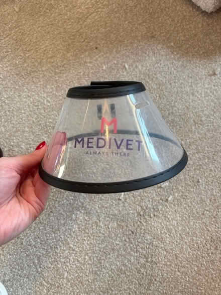 Photo of free Kitten collar for post surgery (Southfields SW18) #1