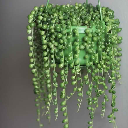 Photo of String of Hearts & String of Beads - cutting or plants (Leegomery TF1) #1