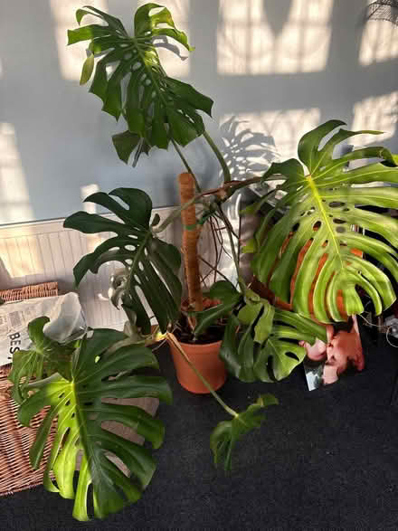 Photo of free Large monstera (SE26) #1
