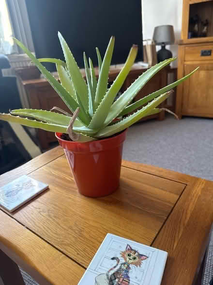 Photo of free Large Aloe Vera plant (Eastbourne BN21) #1