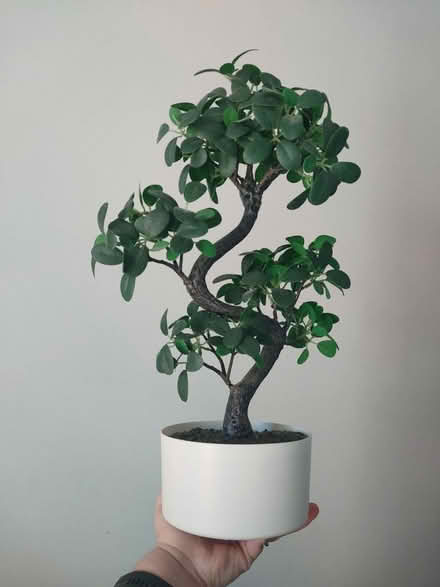 Photo of free Ikea artificial plant (S43 Staveley) #1