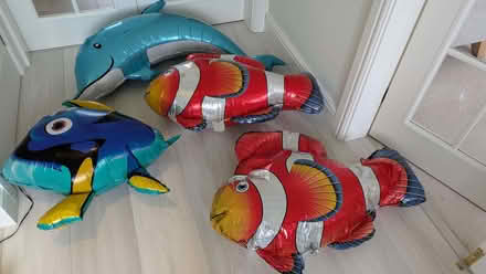 Photo of free Balloon fish (Jennyfield HG3) #2