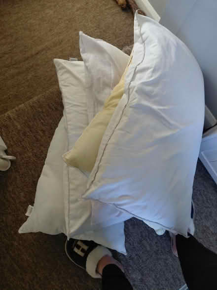 Photo of free X 5 pillows (Bognor Regis - PO22) #1