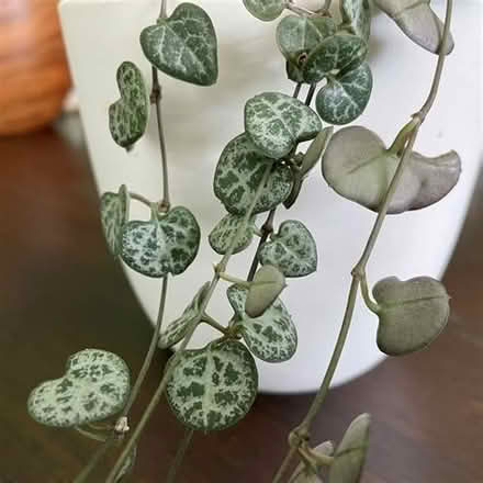 Photo of String of Hearts & String of Beads - cutting or plants (Leegomery TF1) #2