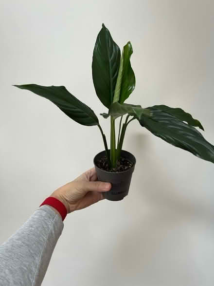 Photo of free 2 peace Lilly (RH12) #2