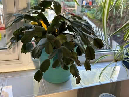 Photo of free Xmas cactuses (Hastings. Broom grove TN34) #2