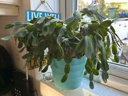 Photo of free Xmas cactuses (Hastings. Broom grove TN34) #1