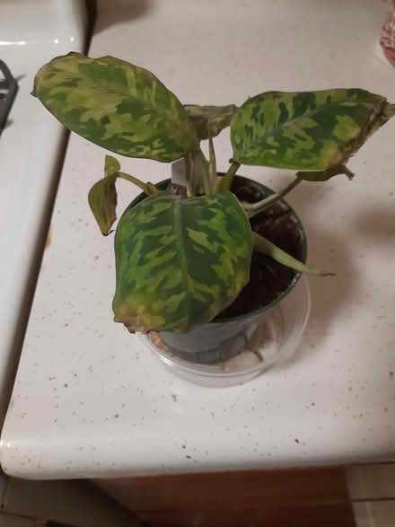 Photo of free Plant Rescue (Kips Bay, Manhattan) #2