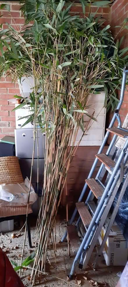 Photo of free Some Cut Bamboo (Warsash SO31) #1