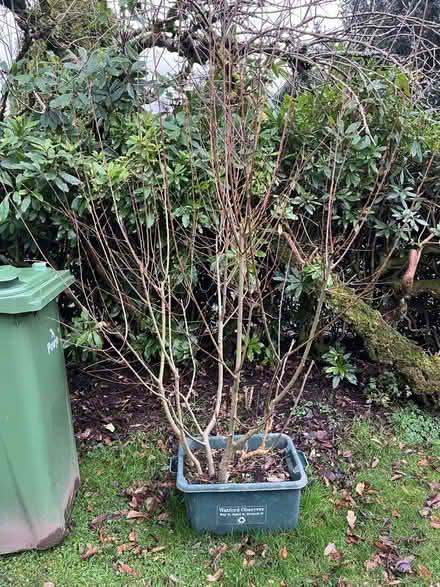 Photo of free 2m willow tree (Pontfaen/Forge SY20) #2