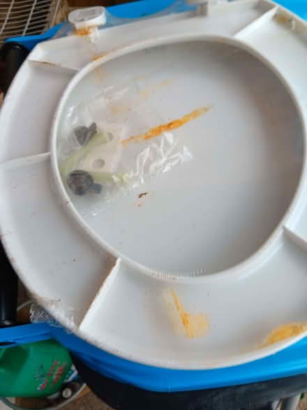 Photo of free BASIC New White Plastic Toilet Seat (Knaresborough HG5) #2