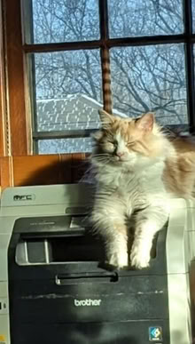 Photo of free Brother Color Laser Printer (Irvington) #1