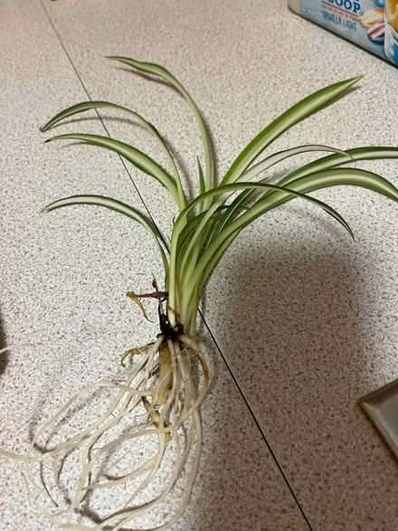 Photo of free Spider plant babies (Enfield EN1) #1