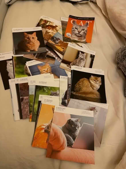 Photo of free Cat Pictures (CT11) #1