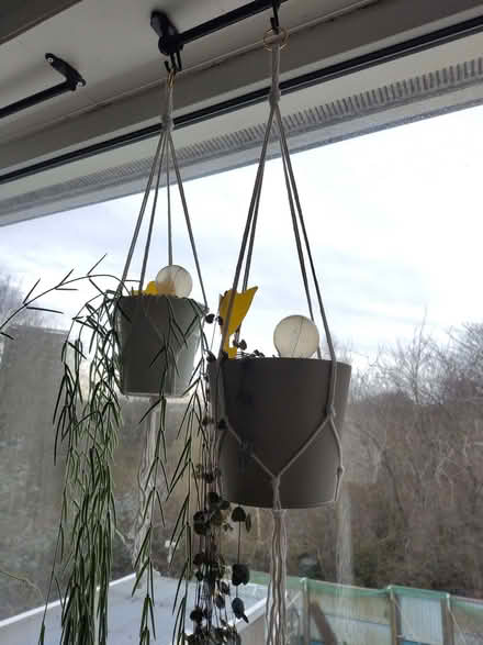 Photo of free Macrame plant hangers (Leeds LS13) #1