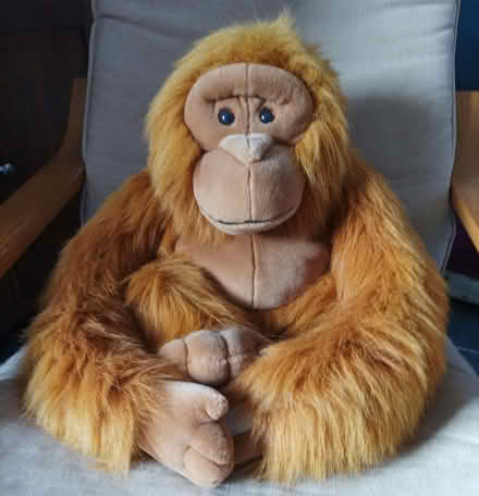 Photo of free Orangutan peluche (BN2) #1