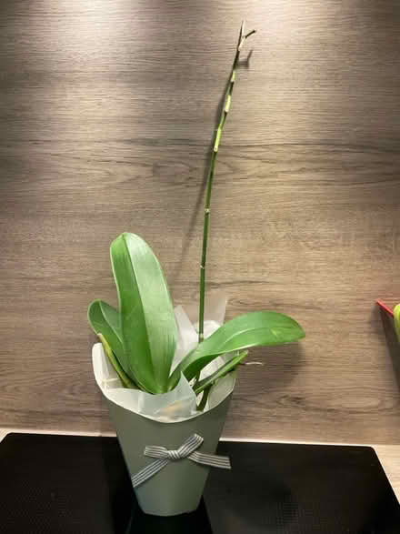 Photo of free Orchid plant (Peel Hall Wythenshawe M22) #1