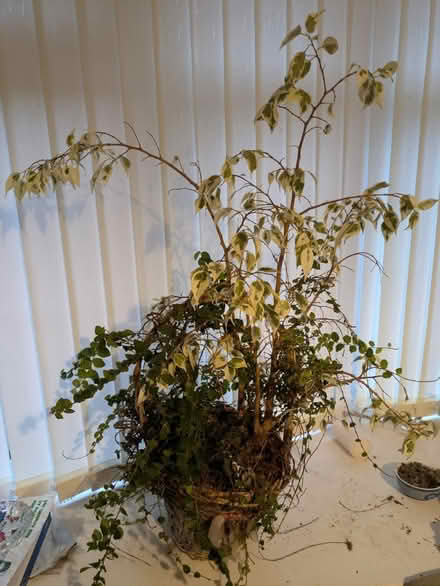 Photo of free House plant 3 (Stone st15) #1
