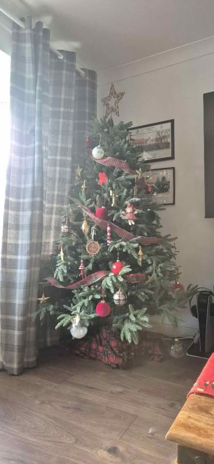 Photo of free Christmas tree #2 (YO15, south side) #3