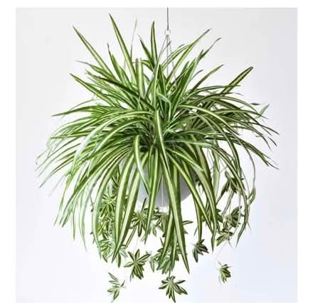 Photo of Spider plant (Welling DA16) #1