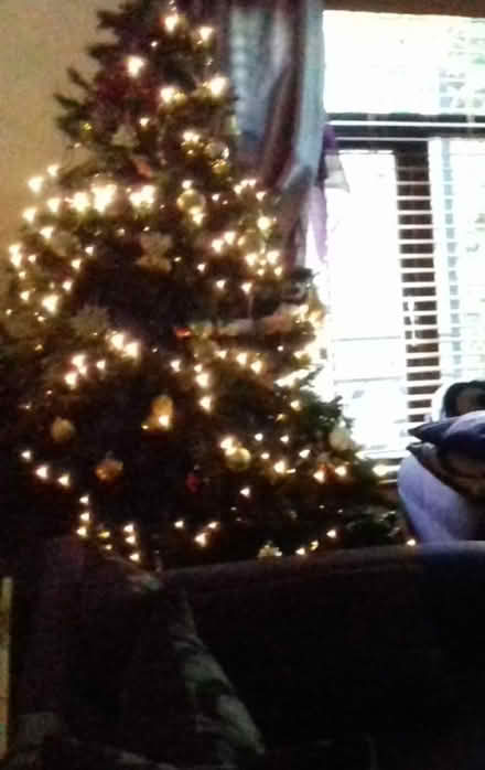 Photo of free Christmas tree (Clonsilla) #1