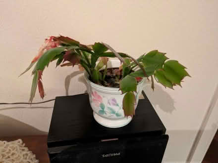Photo of free House plant #2 (Stone st15) #1