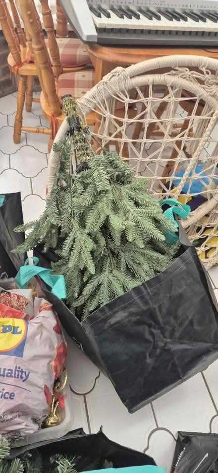 Photo of free Christmas tree #2 (YO15, south side) #2
