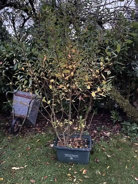 Photo of free 2m willow tree (Pontfaen/Forge SY20) #1