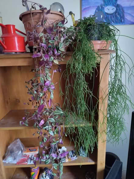 Photo of free Houseplants (Leeds LS13) #1