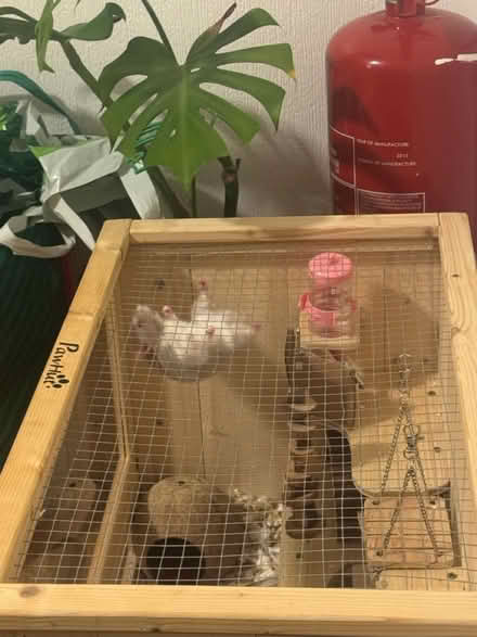 Photo of free Hamster cage (N4) #3