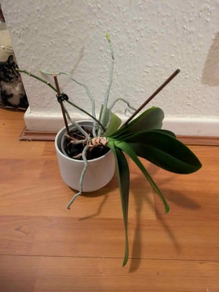 Photo of free Orchid (Stone st15) #1