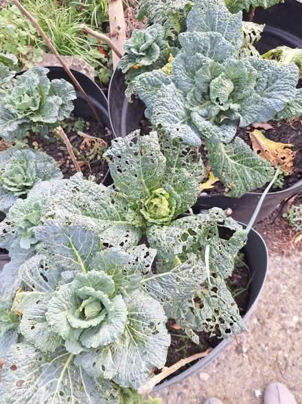 Photo of free Cabbages for animals (Maidstone town center ME15) #1