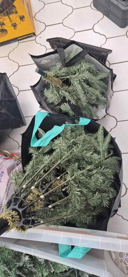 Photo of free Christmas tree #2 (YO15, south side) #1