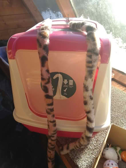 Photo of free Hooded large cat litter box plus toys (St Helens TN34) #1