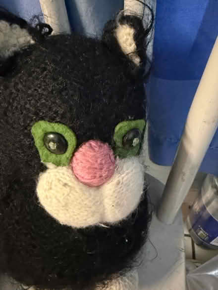 Photo of free Jess The Cat (Westbury Wilts BA13) #2