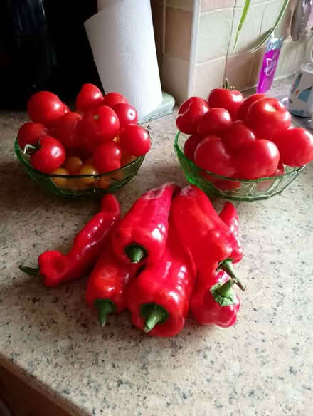 Photo of free Peppers and tomatoes (CT11) #1