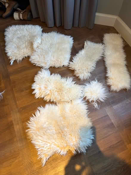 Photo of free Sheepskin scrap (W12) #1
