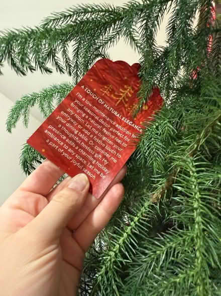 Photo of free Plant with Ornaments (South End) #2