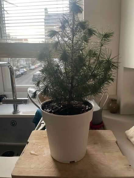 Photo of free Small Evergreen Tree (Highbury Barn N5) #2