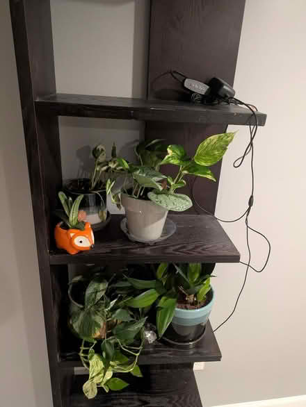 Photo of free Book shelf, dark cherry (Petworth) #2