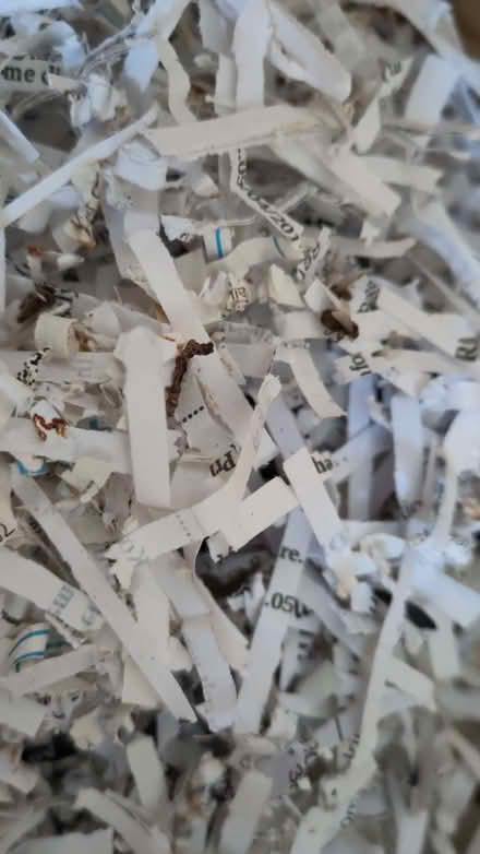 Photo of free Small electric shredder, working (St Ives PE27) #4