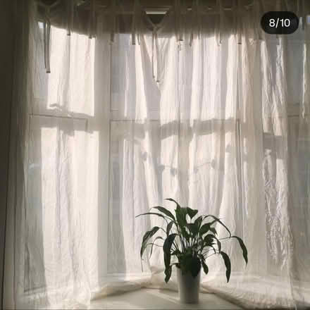 Photo of free Mesh tie top curtains (2) (Brighton, BN2) #1